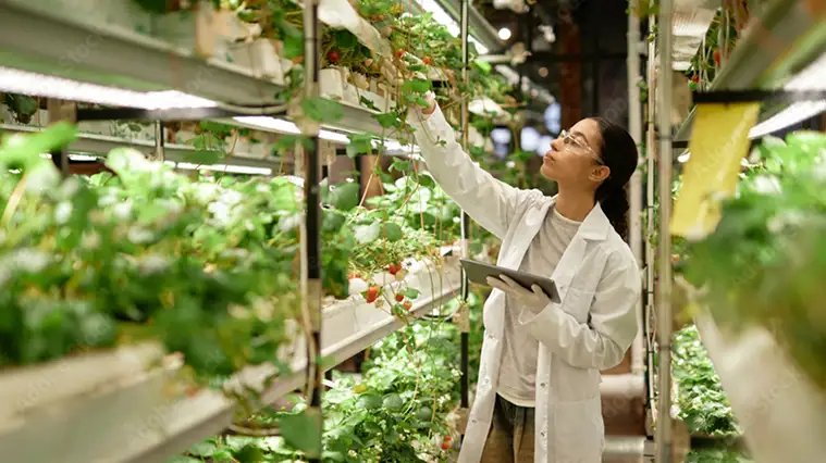 An image of a professional woman working with growing food, symbolising the growth that Innovation Grant Mentoring has helped businesses to achieve.